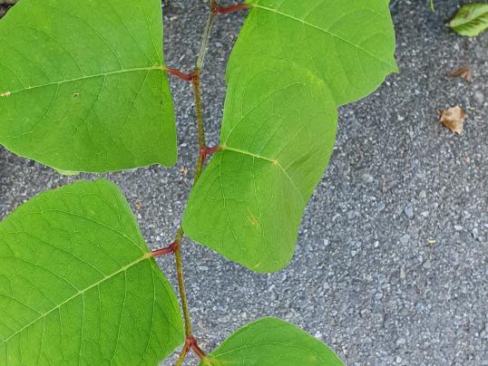 Dorfspaziergang zum Thema invasive Neophyten verpasst?