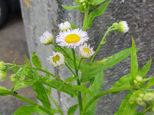 Invasive Neophyten - Ausbreitung verhindern