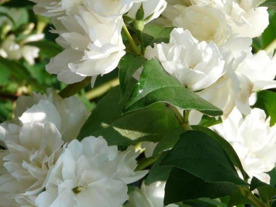 Maria Handschin zum 96. Geburtstag