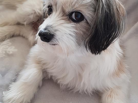Hundehaltung