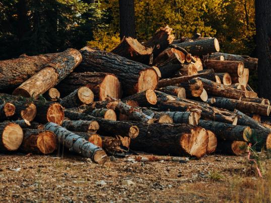 Holzschläge im nicht betriebsplanpflichtigen Waldeigentum