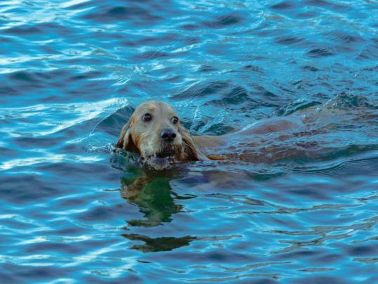 Saisonende im Schwimmbad und Hundebaden