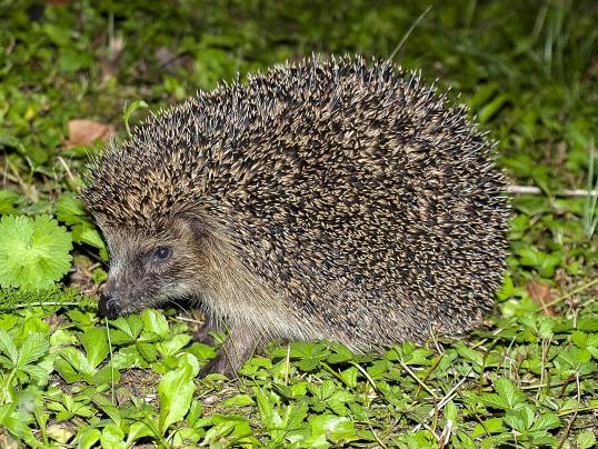 Igel-Informationen
