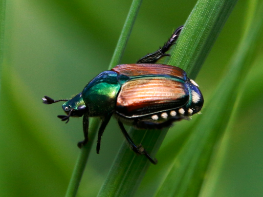 Invasive Neozoen