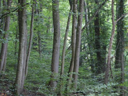 Amt für Wald beider Basel teilt mit